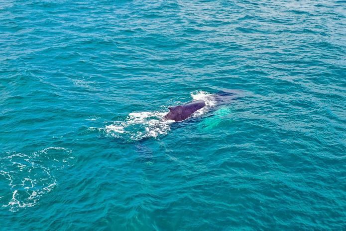 Se calcula que unas 3,000 ballenas visitan cada año la bahía de Samaná y el Banco de la Plata y Navidad.