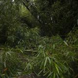 Ramas y árboles caídos provocan el cierre de la carretera 120 de Sabana Grande a Maricao