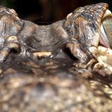 Autoridades de Estados Unidos buscan a caimán como sospechoso de la muerte de un hombre
