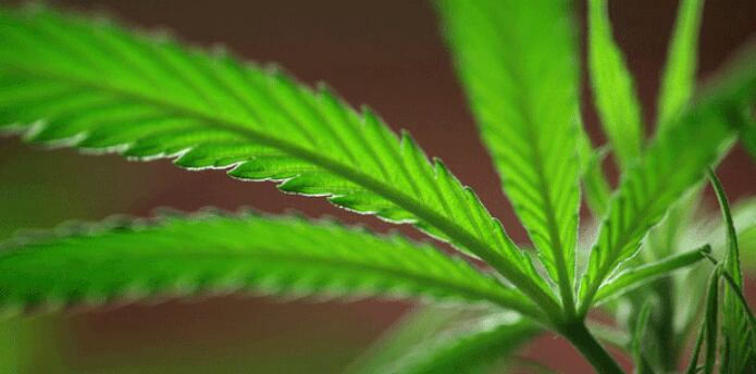 La marihuana se ha vuelto un sector legal de la economía de miles de millones de dólares. (Archivo)