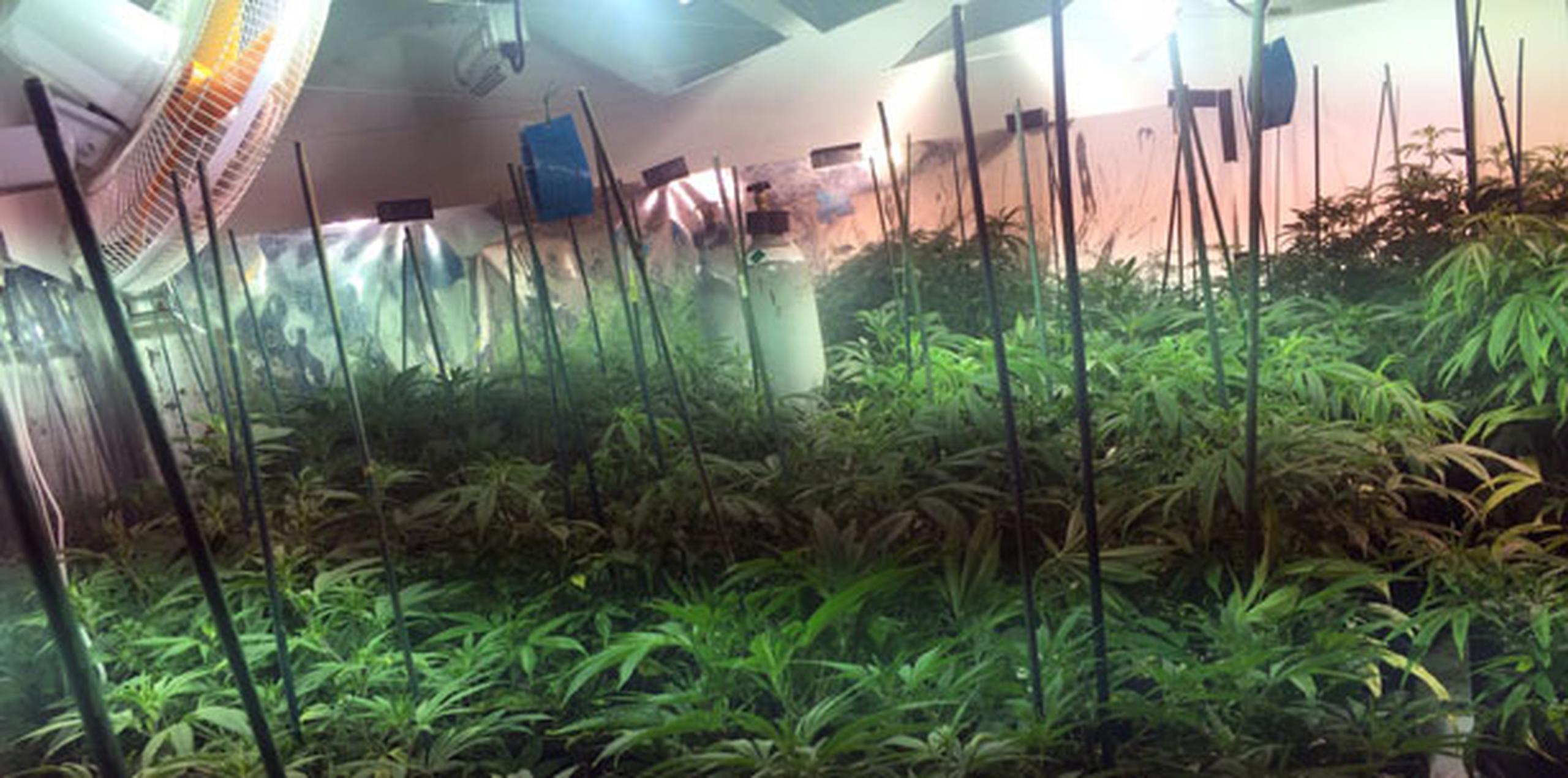 En el interior de la residencia ocuparon 87 plantas de marihuana y 10 envases con picadura de marihuana. (Suministrada)