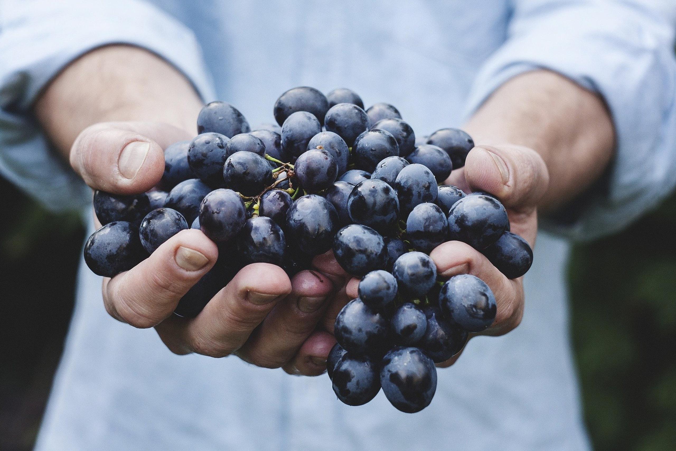 Para las personas que buscan reducir los niveles de colesterol en la sangre de una manera natural, se recomiendan las uvas. (Pixabay)
