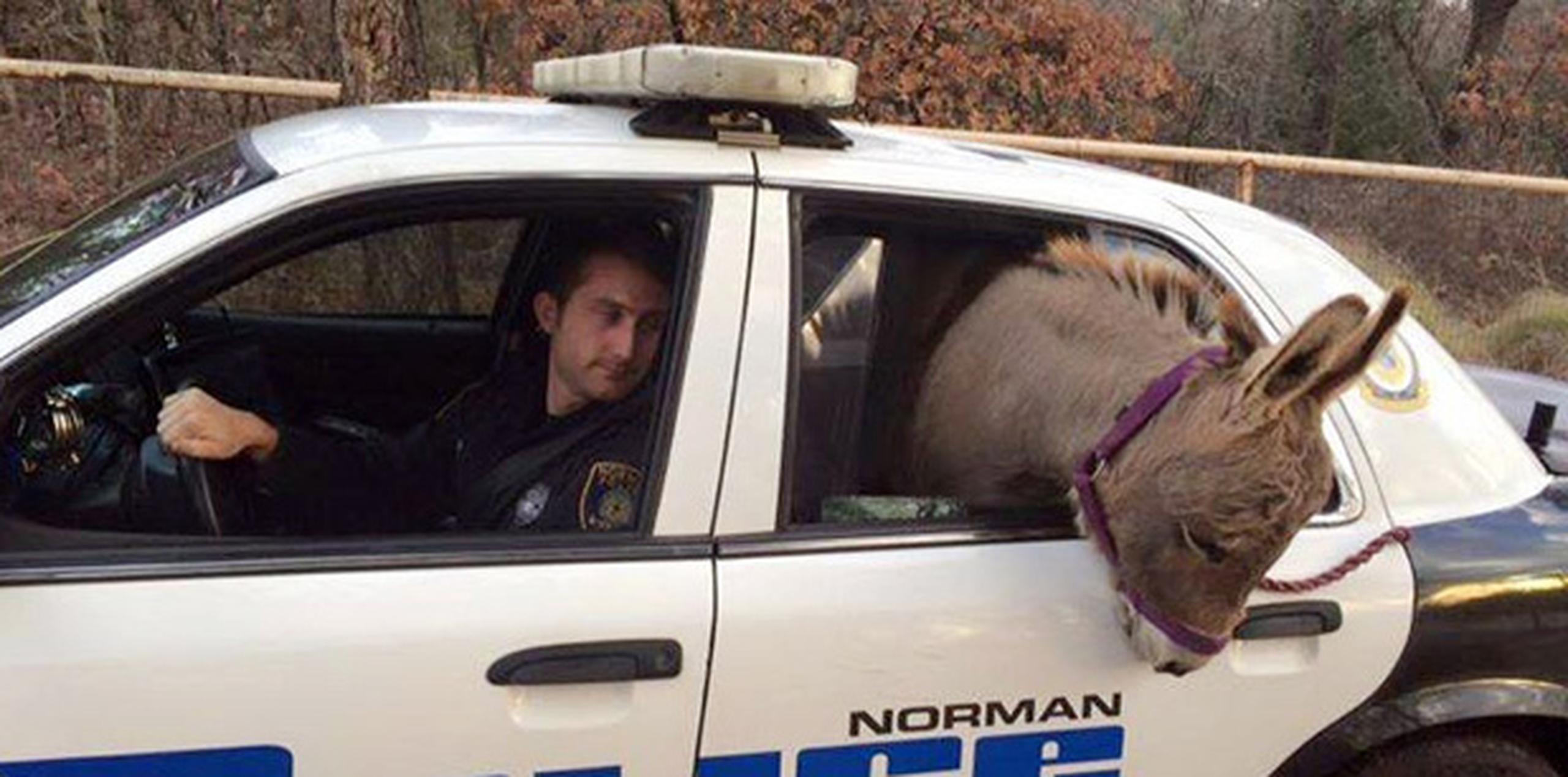 El agente de la policía de Norman Kyle Canaan comentó que había hecho falta empujar y tirar pero que consiguió meter al burro miniatura apodado "Squishy" en la parte trasera de su patrulla. (AP)