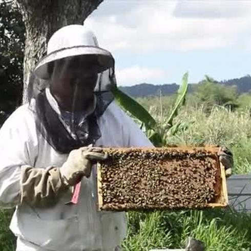 UPR realiza un importante estudio de abejas por encima de serias limitaciones
