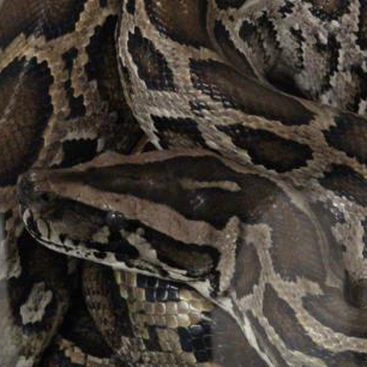 Crean concurso para capturar pitones en Florida Primera Hora