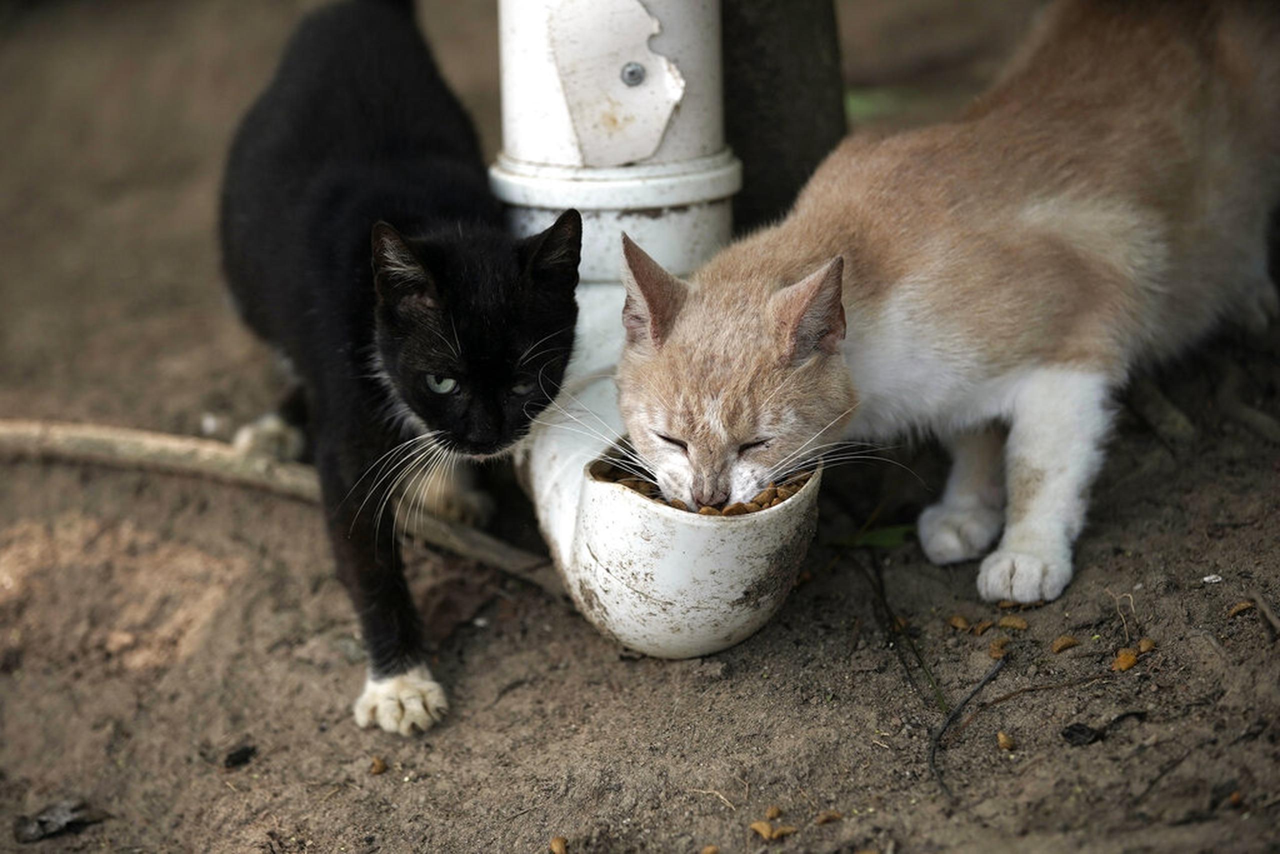Gatos disfrutan comida colocada por voluntarios en la Isla Furtada, Brasil, conocida como la "Isla de los Gatos", en Mangaratiba.