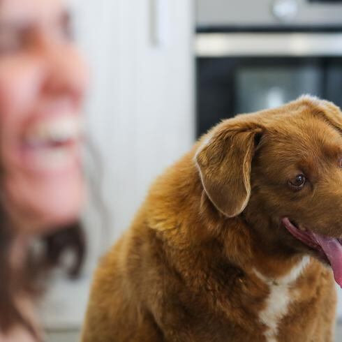 FOTOS | Celebran los 31 años de Bobi, el perro más viejo del mundo