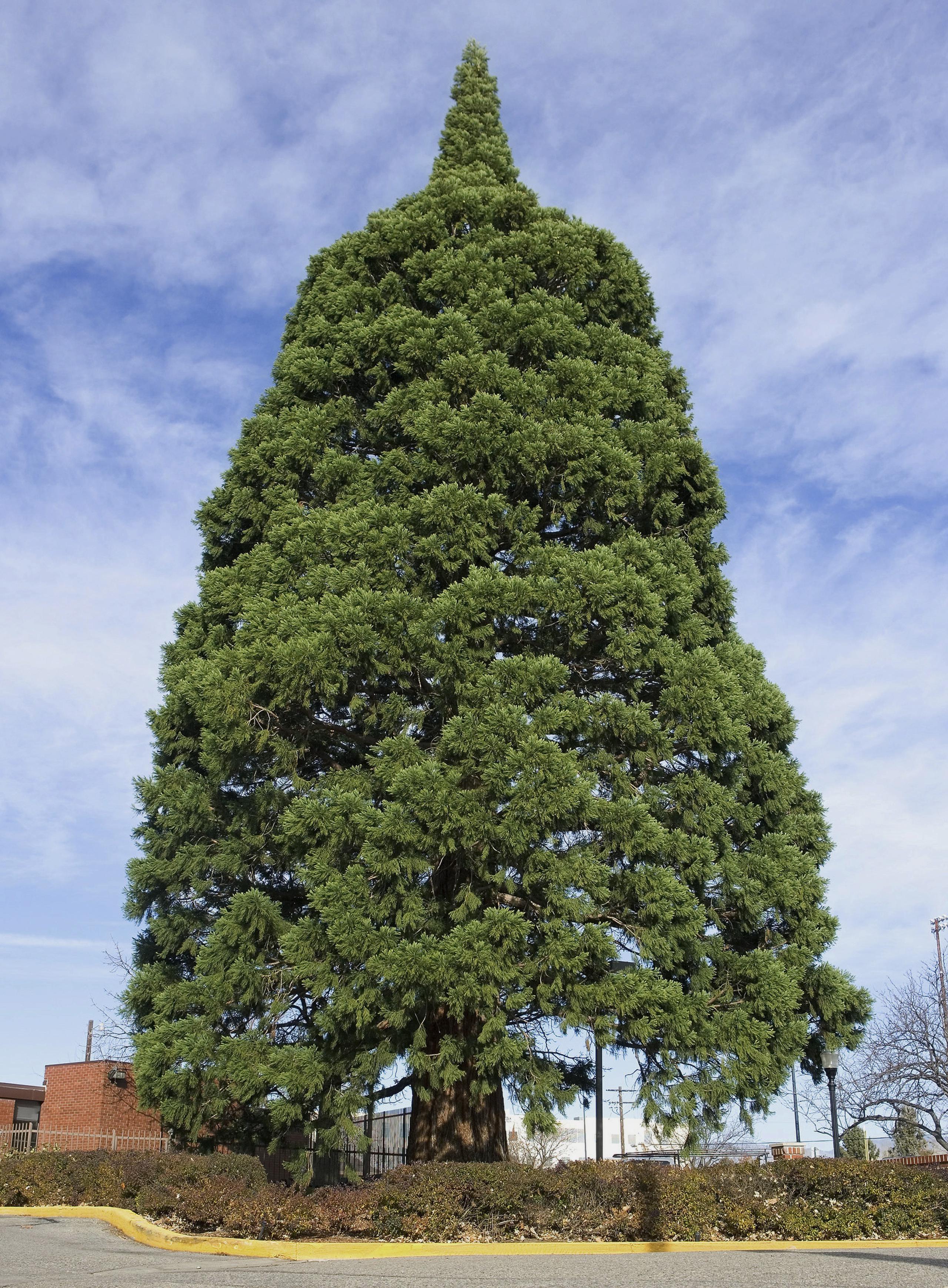 La secuoya fue plantada hace más de 100 años y mide 98 pies de alto. (Archivo)