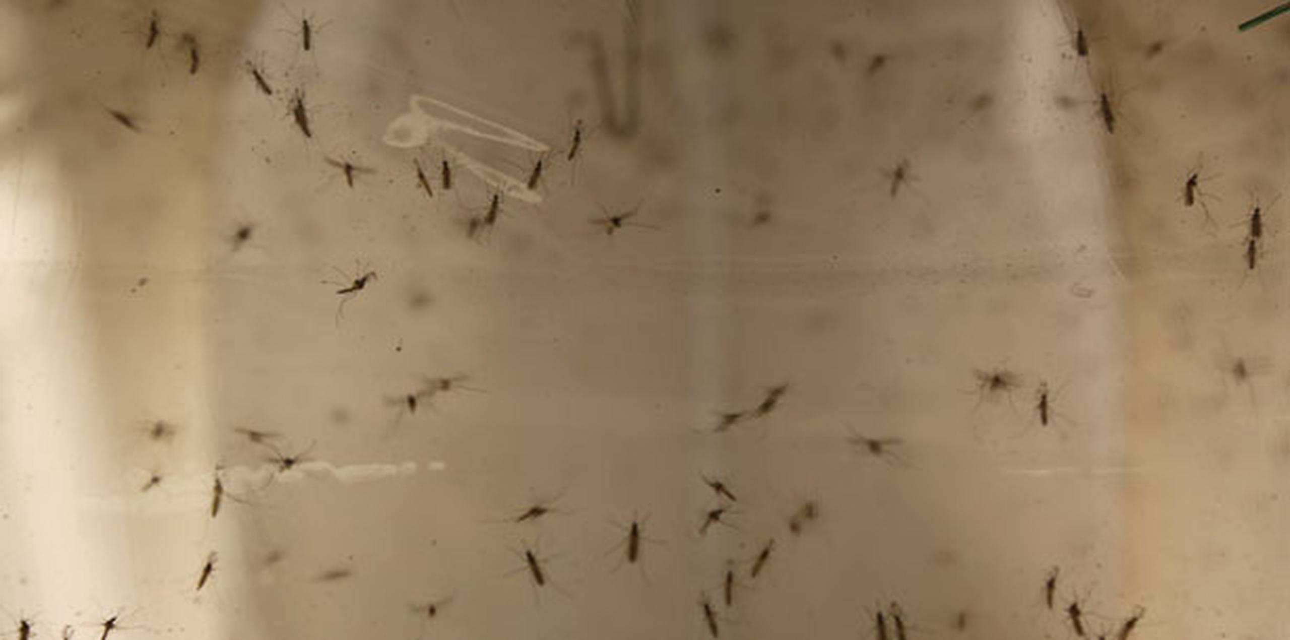 Los casos acumulados de zika ya ascienden a 13,186. (Archivo)