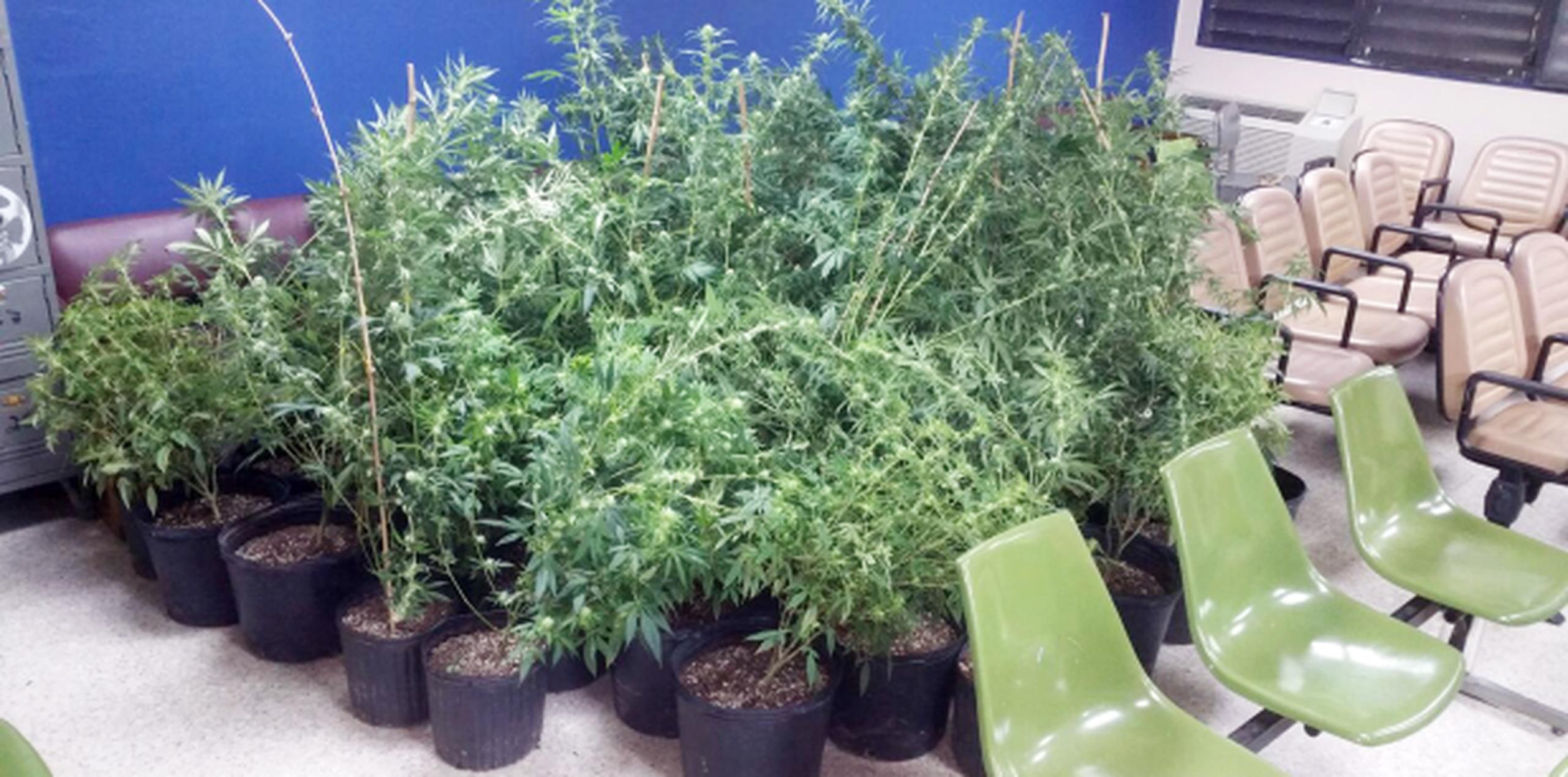 La policía ocupó alrededor de 50 plantas de marihuana. (Suministrada)