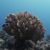 La mitad de los corales de la Gran Barrera desapareció en los últimos 25 años