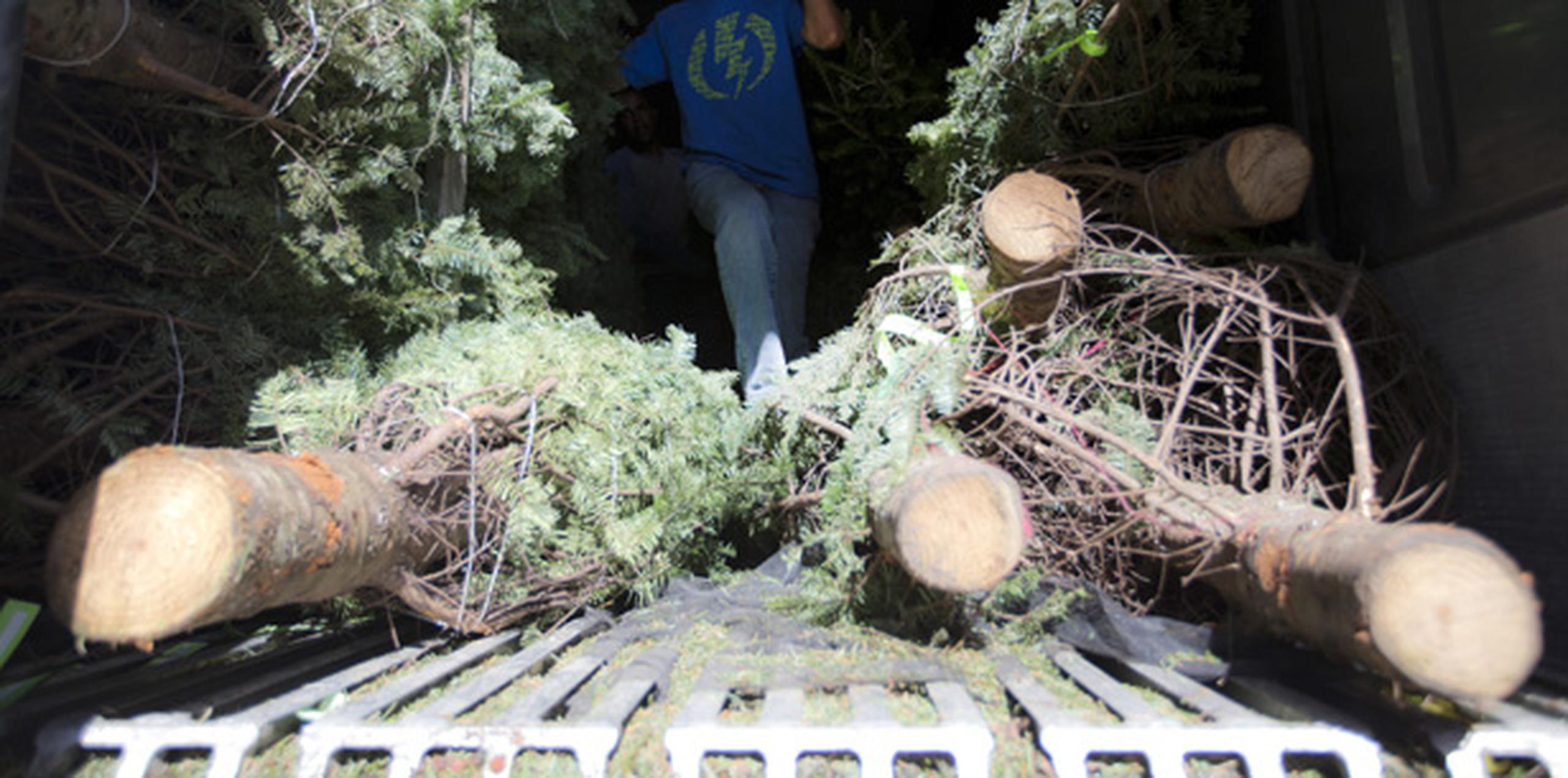 Una iniciativa novedosa en algunos países, es la de rentar un árbol vivo sembrado en un tiesto y al finalizar la temporada navideña, lo entregan.  (teresa.canino@gfrmedia.com)