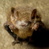 Hallan en Lousiana hongo que causa enfermedad mortal de los murciélagos