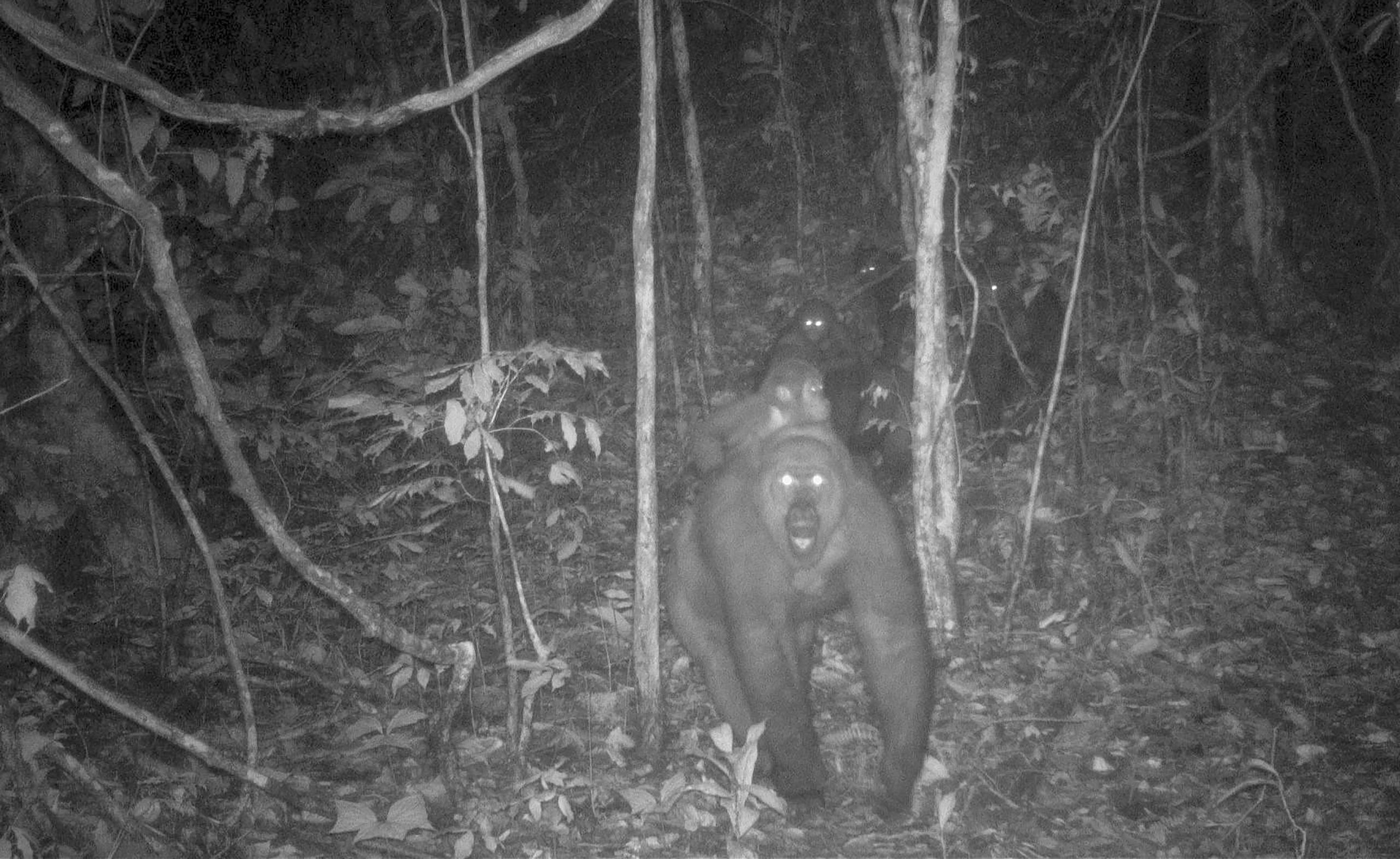 Un equipo de conservacionistas logró las primeras imágenes de un grupo de gorilas del río Cross