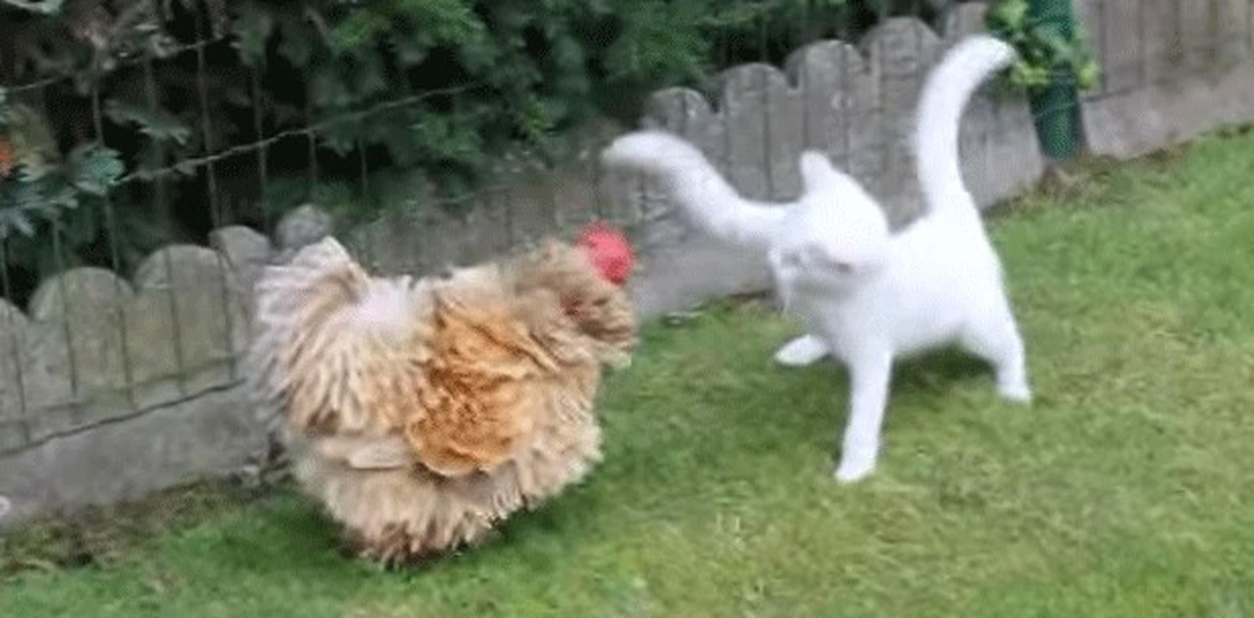 Este vídeo, publicado en YouTube, muestra el combate amistoso entre el ave y el felino.  (YouTube)