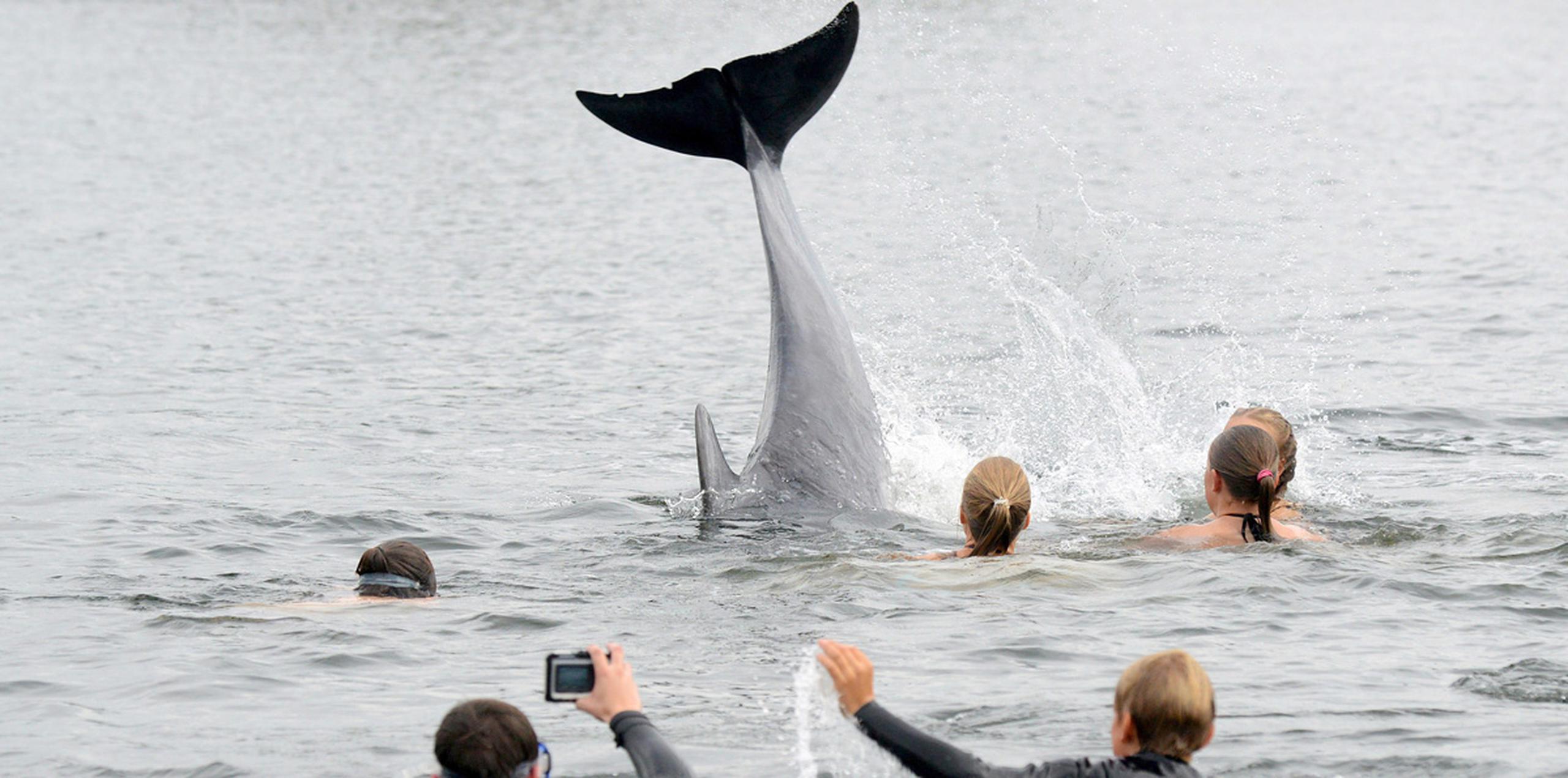 Varios bañistas se han lanzado al agua para tocar al delfín, aunque la policía advirtió que el animal podría sentirse acosado por esa práctica. (AP)