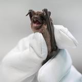 Salvan a 1,500 murciélagos que sufren choque hipotérmico en Texas