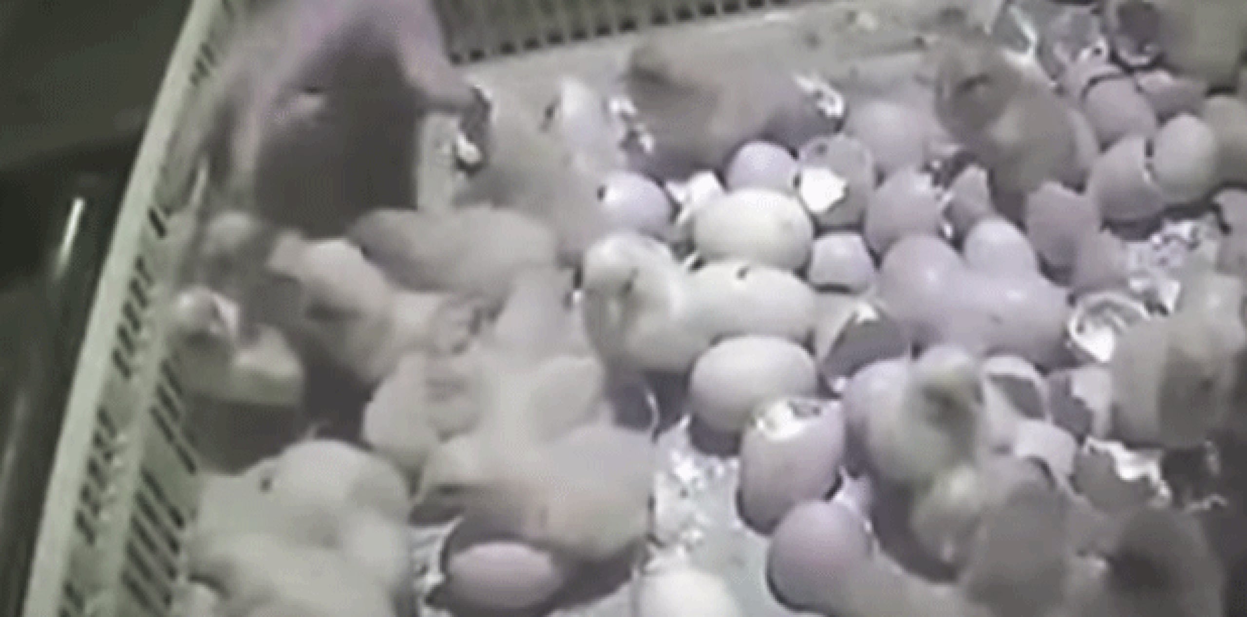 En la grabación, se ve al personal lanzando con fuerza cajas llenas de pollos vivos sobre los cadáveres de otras aves que están cubiertas de moscas.  (YouTube)