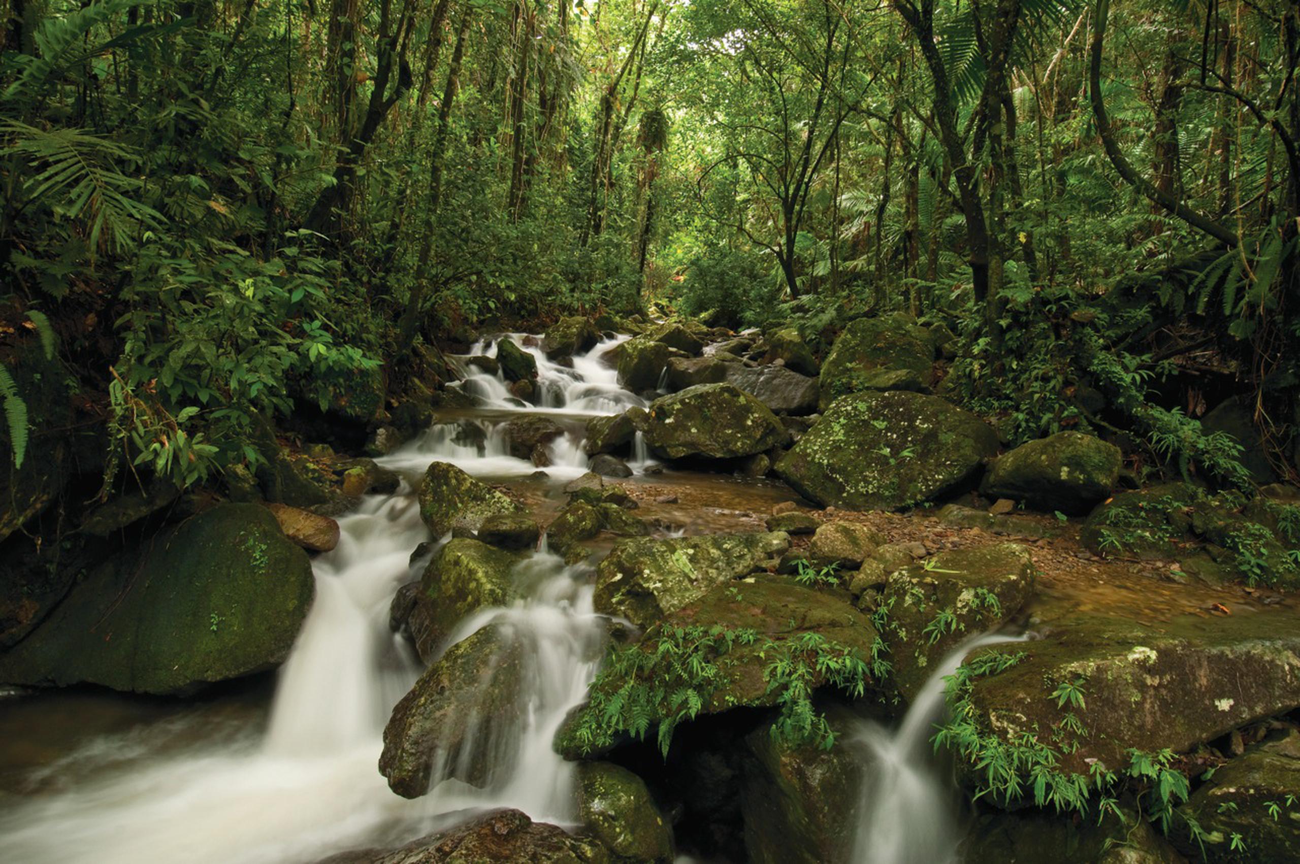 Los seis turistas habían sido reportados como perdidos en el bosque de El Yunque el sábado en la tarde.
