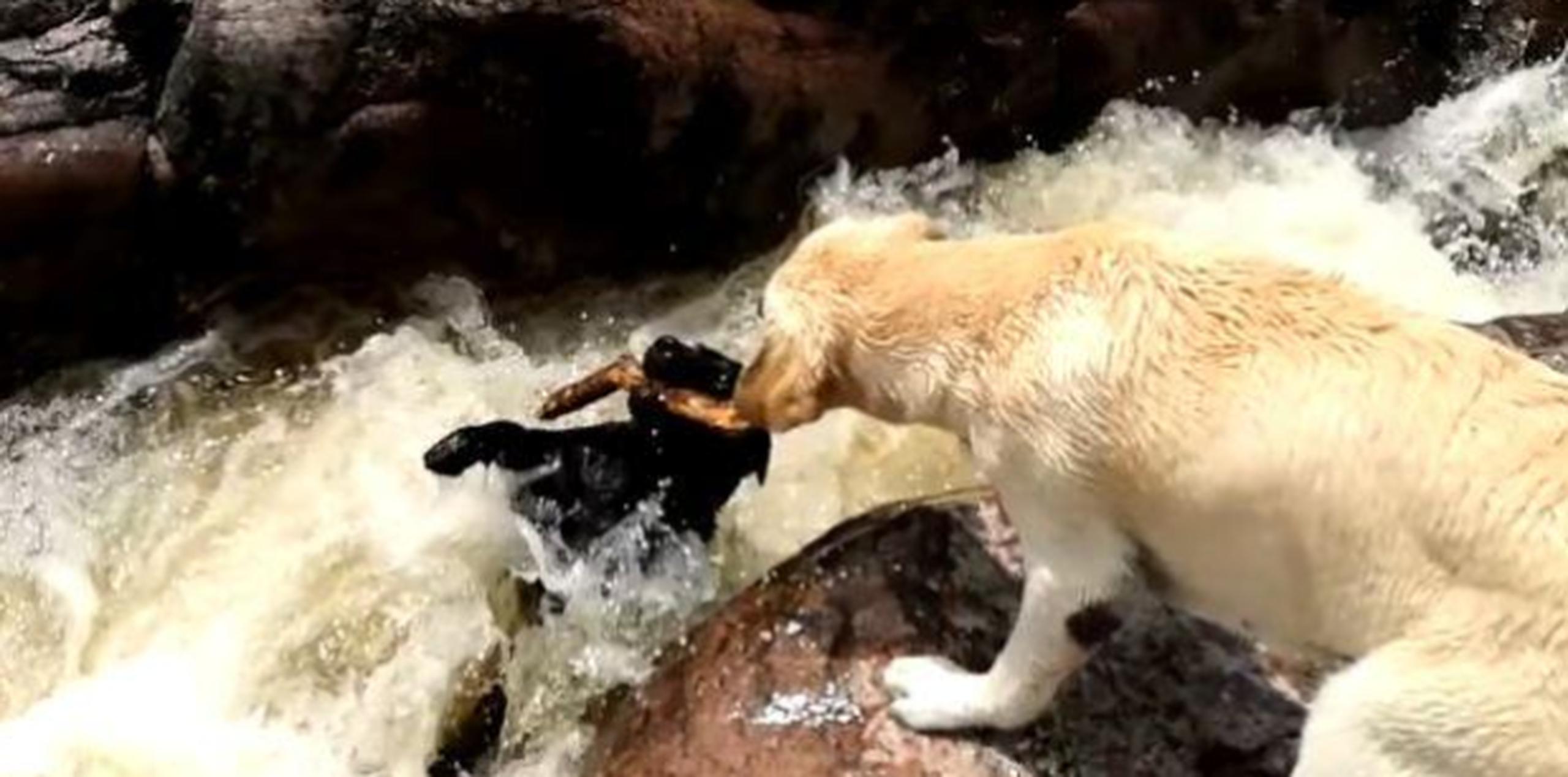 Para suerte del can, su compañero reacciona rápidamente y logra sostenerlo tomándolo del palo que aún mordía. (Foto/Captura)