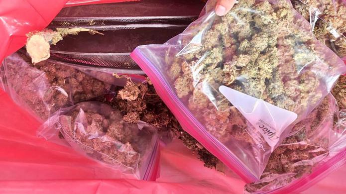 El Negociado de la Policía ocupó 8 libras de marihuana durante el allanamiento en una residencia de la urbanización Savarona en Caguas.