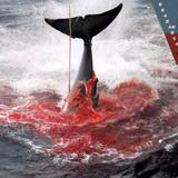 Nuevo intento de levantar la prohibición de cazar ballenas tras 40 años 