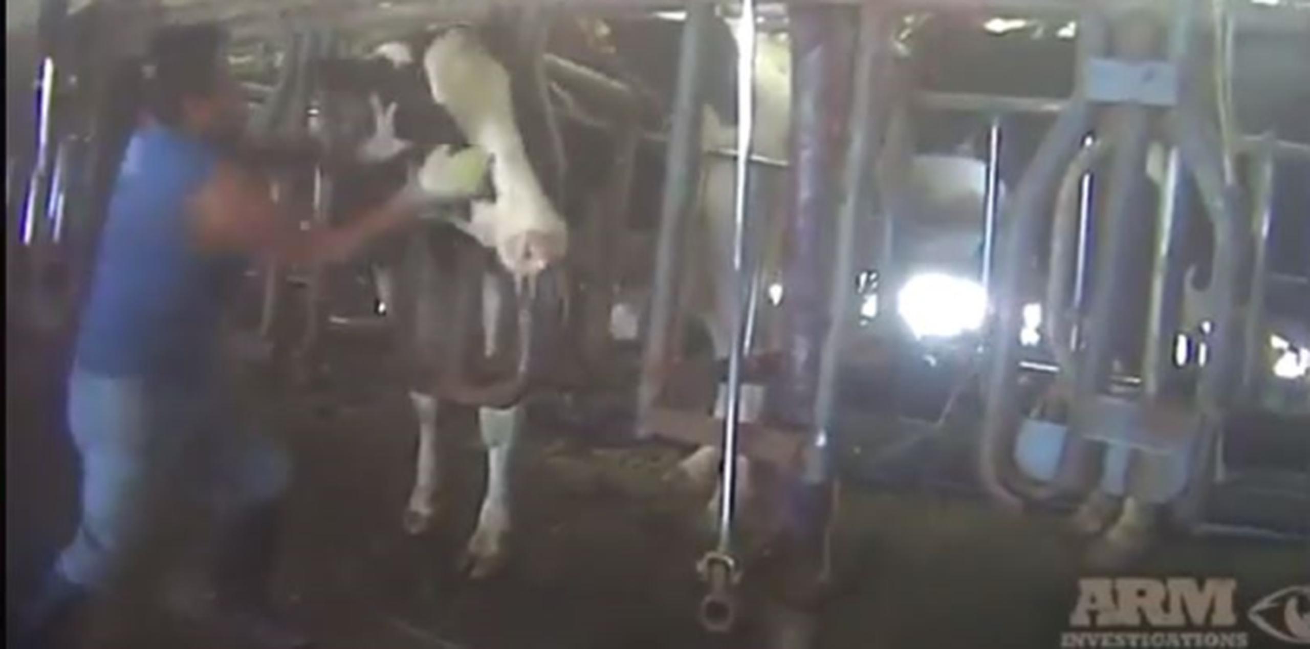 Imágenes muestran a los obreros de la granja sometiendo a las vacas a toda clase de maltratos. (Captura/YouTube)