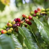 Producción colombiana de café cayó un 16 % en febrero por factores climáticos 
