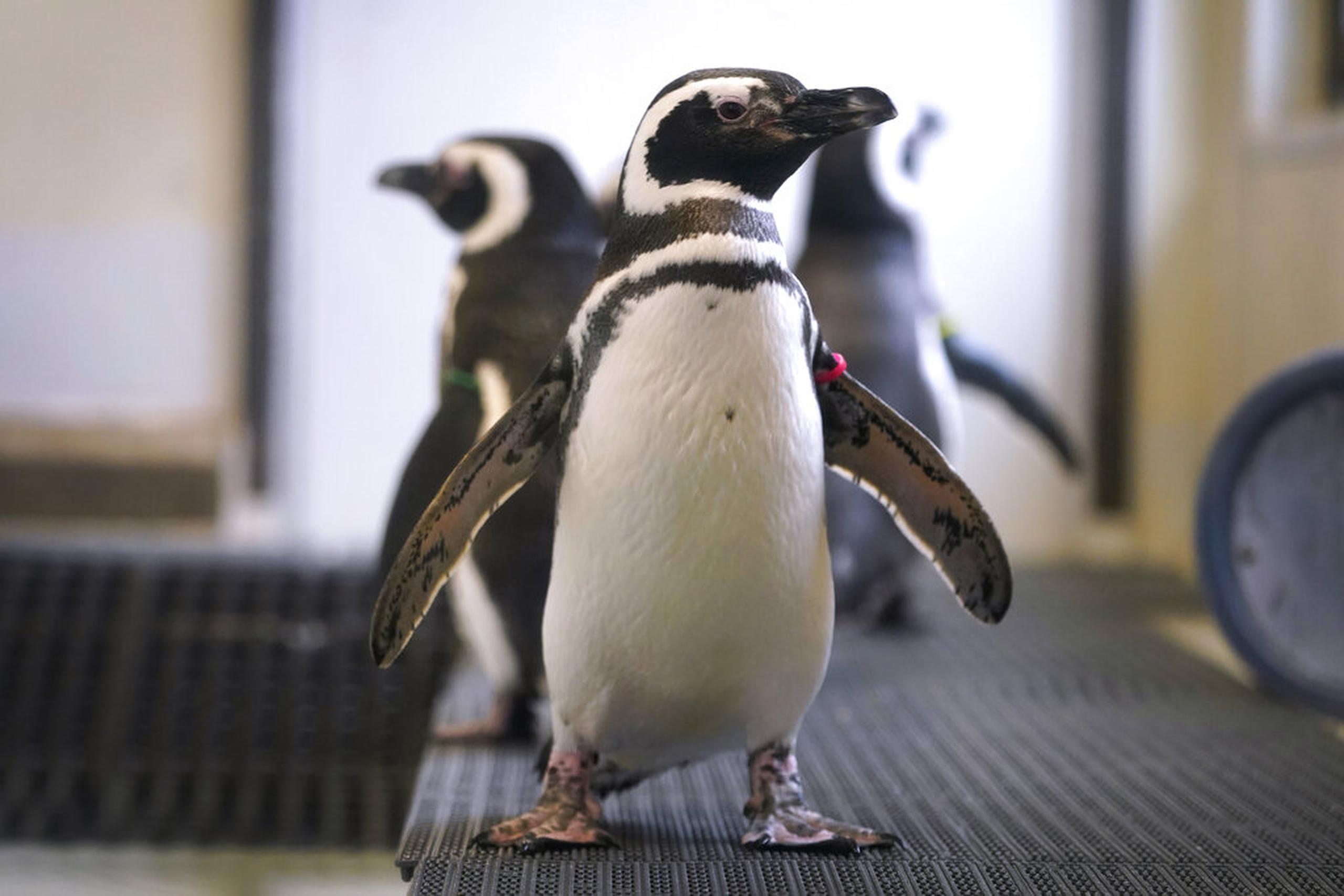 Pingüinos de Magallanes en el zoológico Blank Park el 5 de abril de 2022, en Des Moines, Iowa.