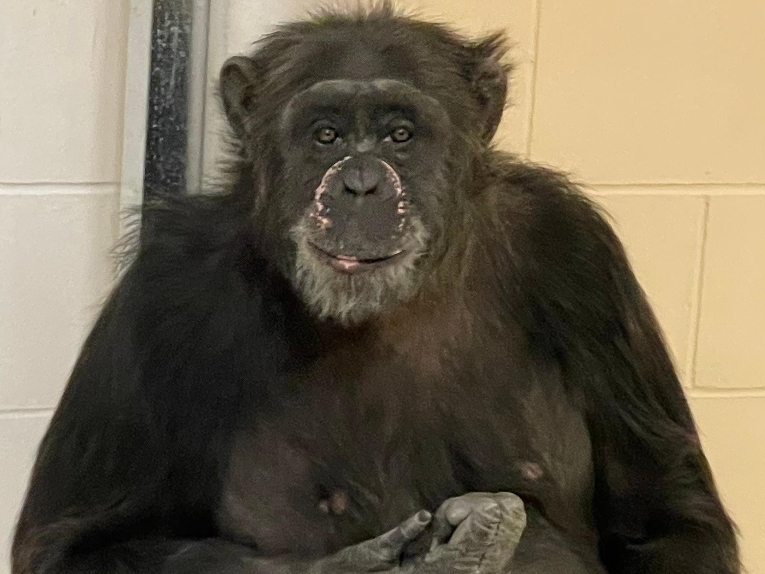 Mara, la chimpancé de más de 30 años de edad, se encuentra "activa y curiosa" en un santuario del Zoológico de Indianápolis.