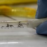 Descubren sustancia capaz de bloquear la reproducción del zika