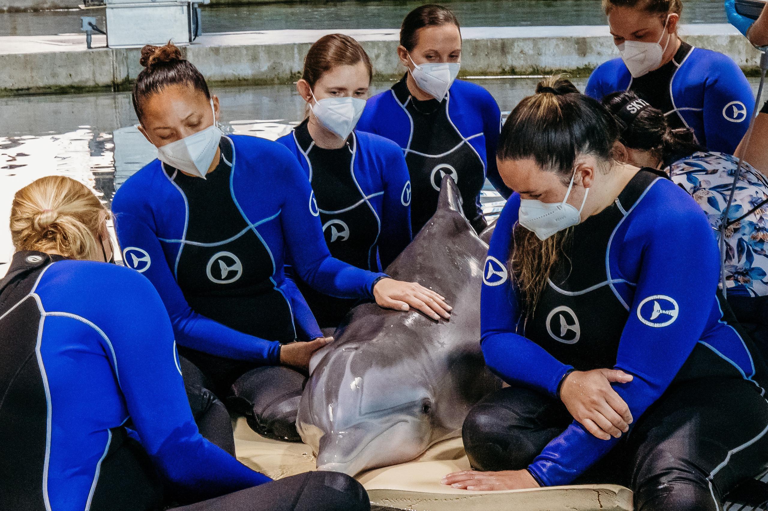 La delfín discapacitada era atendida por personal del Acuario Marino de Clearwater, donde vivía desde 2005, cuando comenzó a perder ánimo y el apetito.