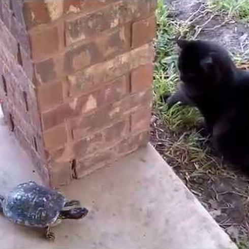 VIRAL Un gato y una tortuga sí que saben pasarla bien 