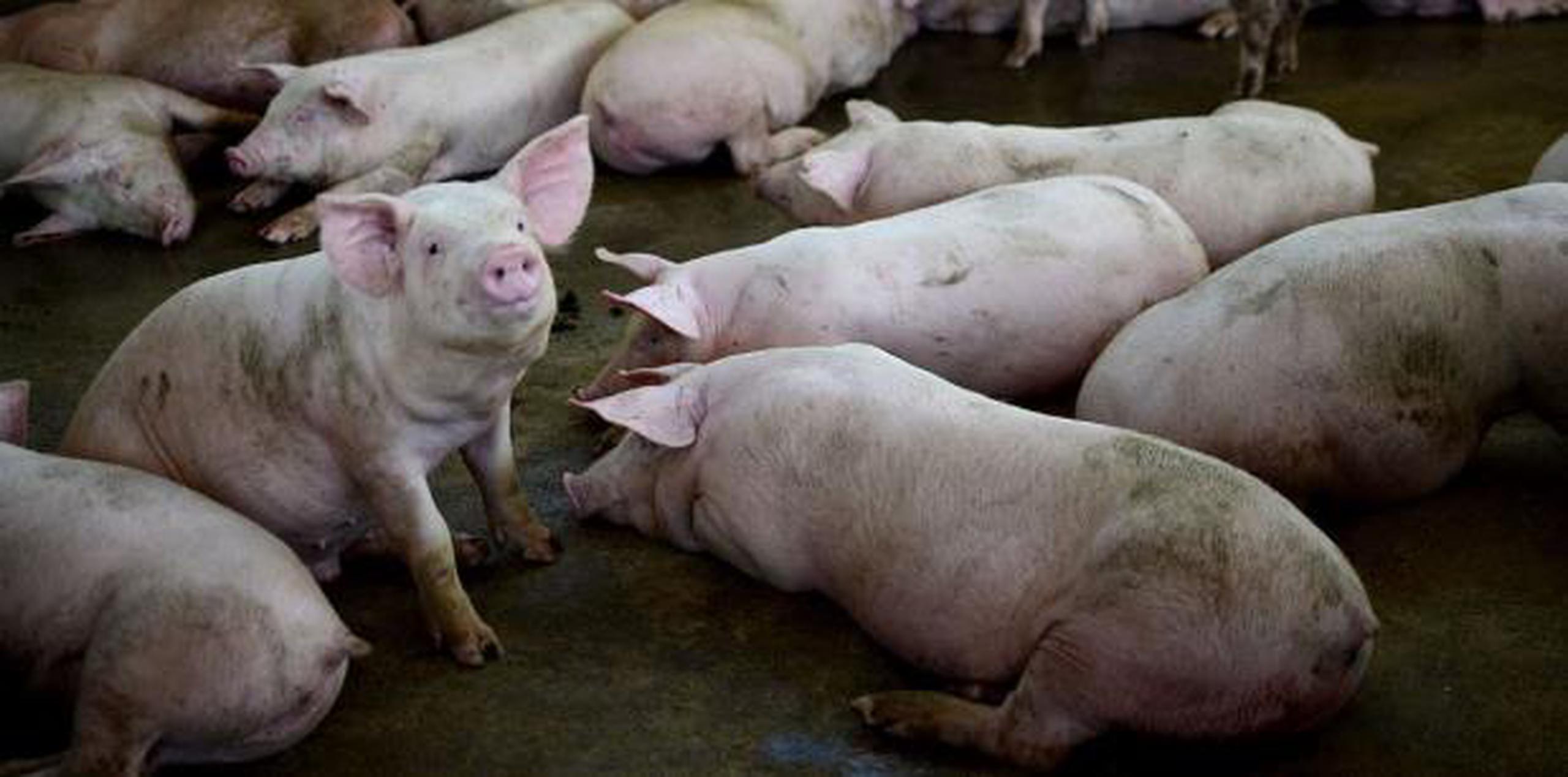 En la Isla se venden unas 222 millones de libras de carne de cerdo al año, según Rodríguez. (Archivo)