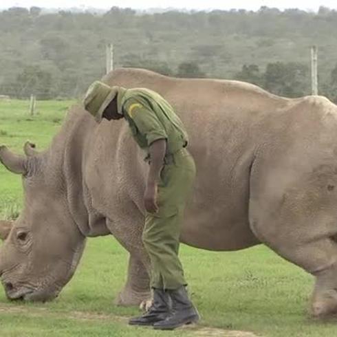 Muere en Kenia último macho de rinoceronte blanco del norte
