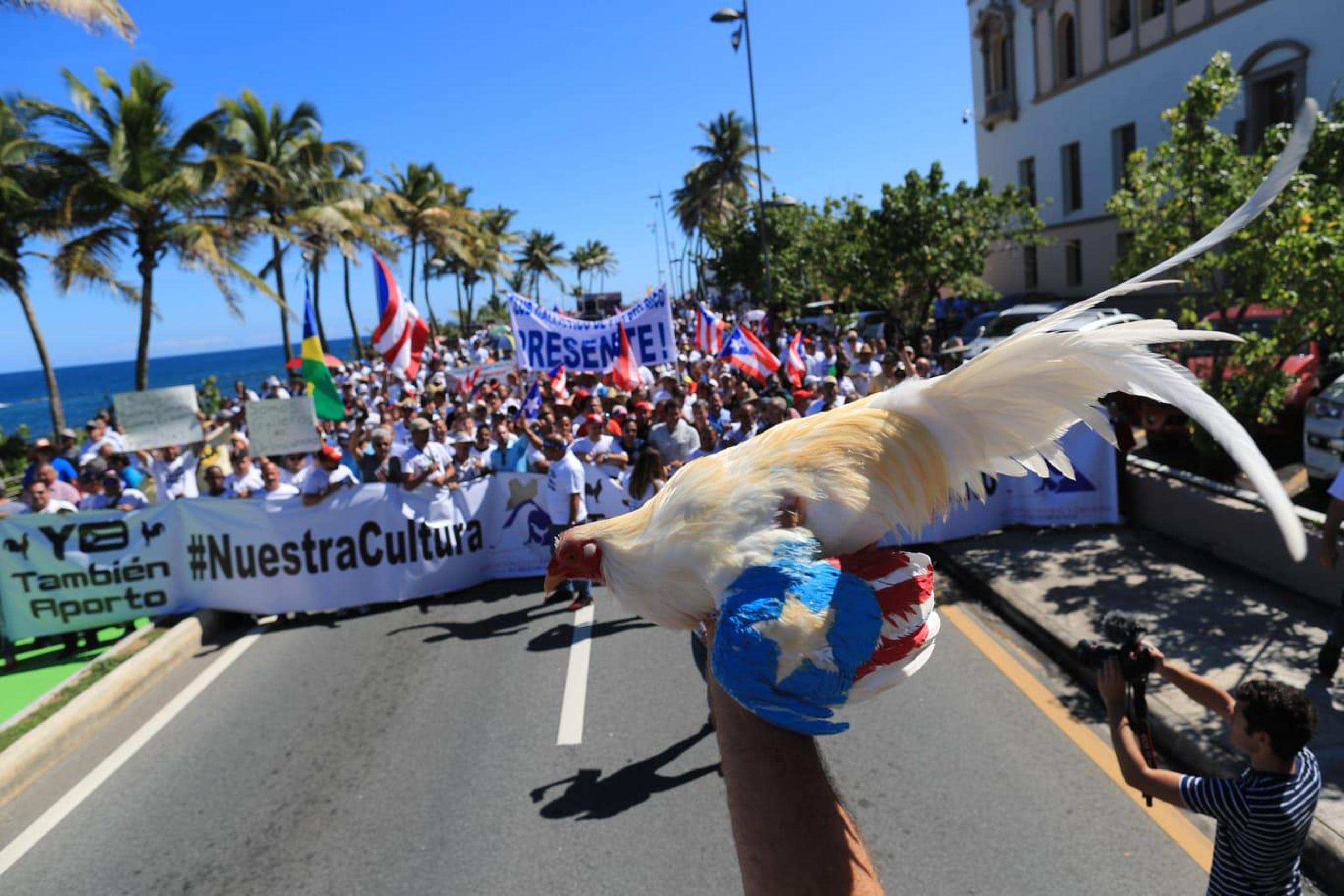 La industria de las peleas de gallos estará prohibida en Puerto Rico y los territorios a partir del 20 de diciembre, según lo establece una ley federal. (GFR Media)