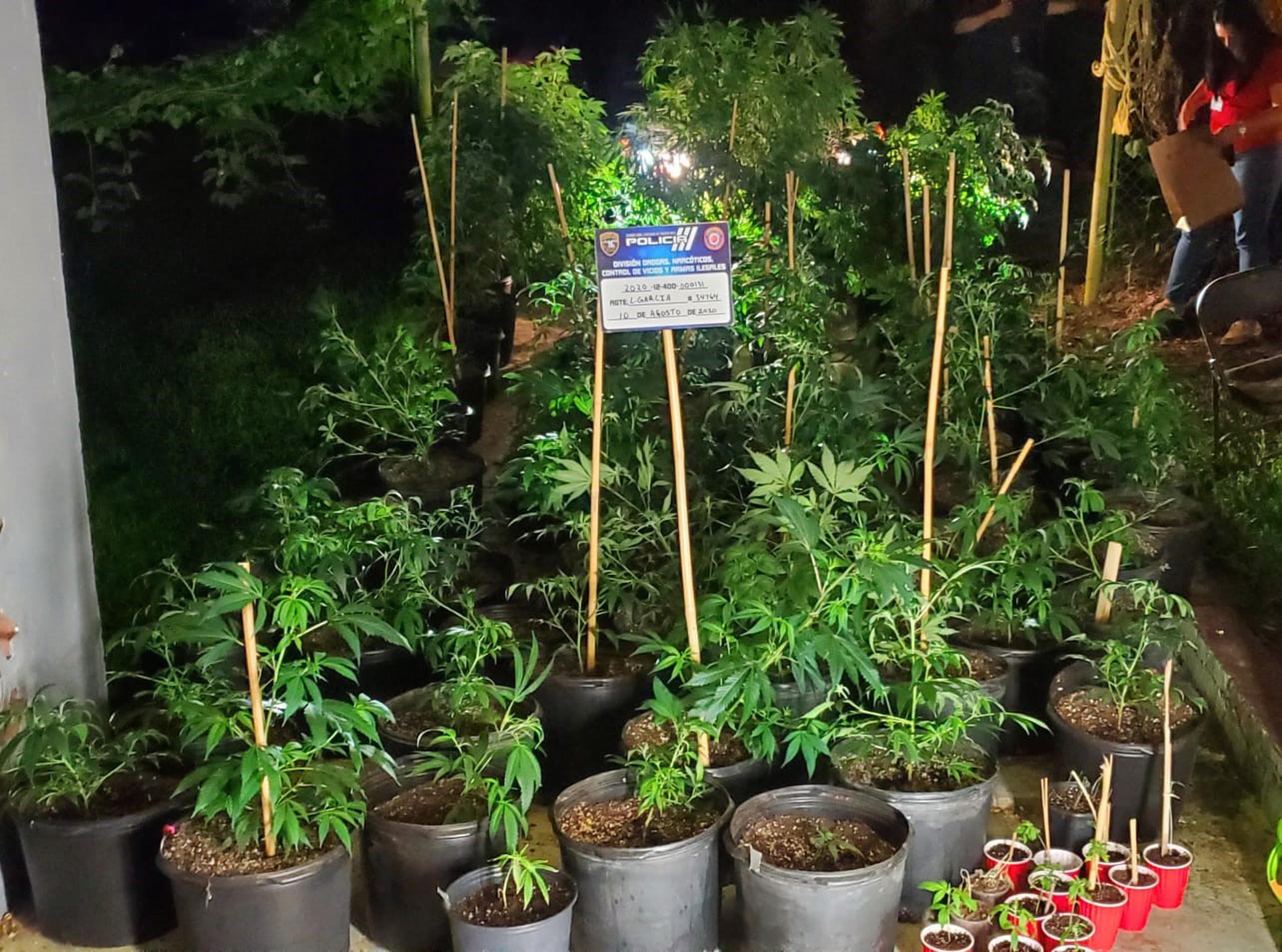 En la vivienda se ocuparon 81 plantas de marihuana de diferentes tamaños.
