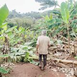 Habrá ayuda para agricultores por daños causados por Erika