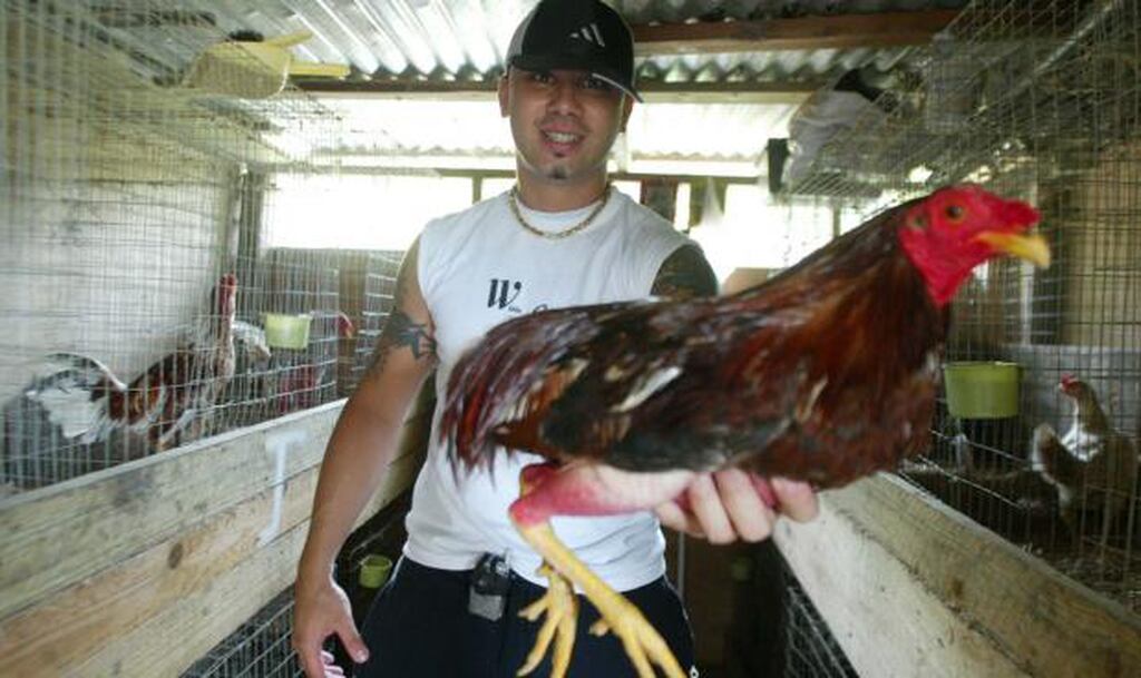 Politicos Deportistas Y Artistas Que Son Galleros Primera Hora deportistas y artistas que son galleros