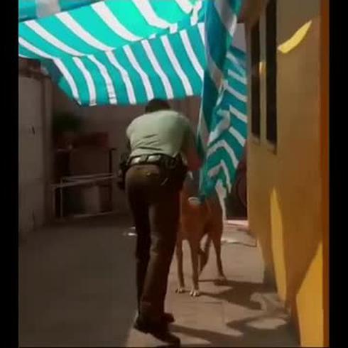 La tierna reacción de un perro luego de ser rescatado