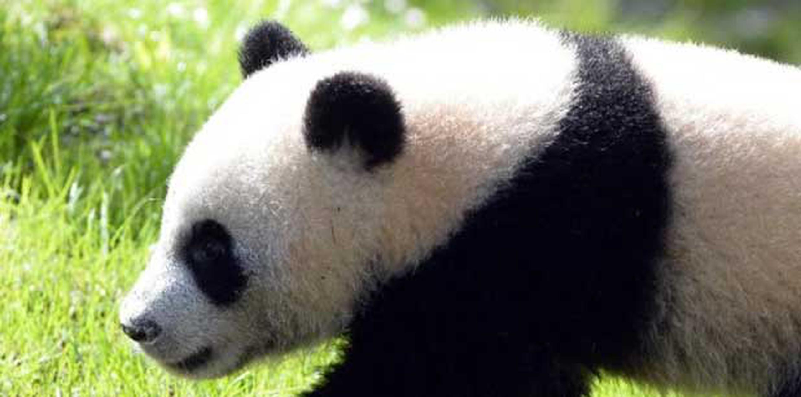 Actualmente viven unos 1,600 pandas en estado salvaje, a los que hay que añadir otros 210 en cautividad, algunos de ellos en zoológicos de todo el mundo. (Archivo)
