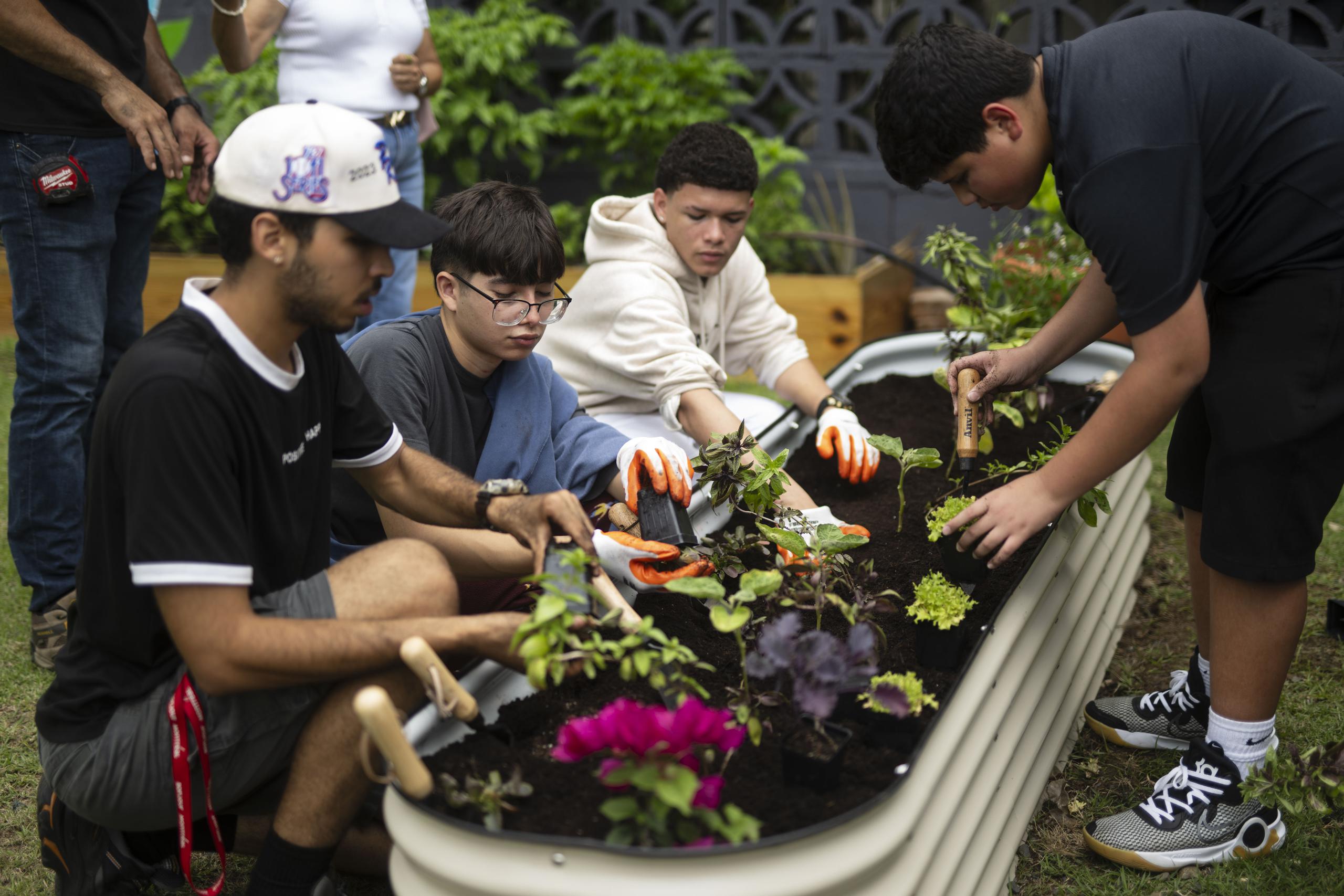 Los adolescentes renovaban su compromiso con la agricultura en el proyecto escolar en el que esperan que las mariposas sean las principales colaboradoras para extender la vida de huertos enclavados en el centro urbano de Caguas.