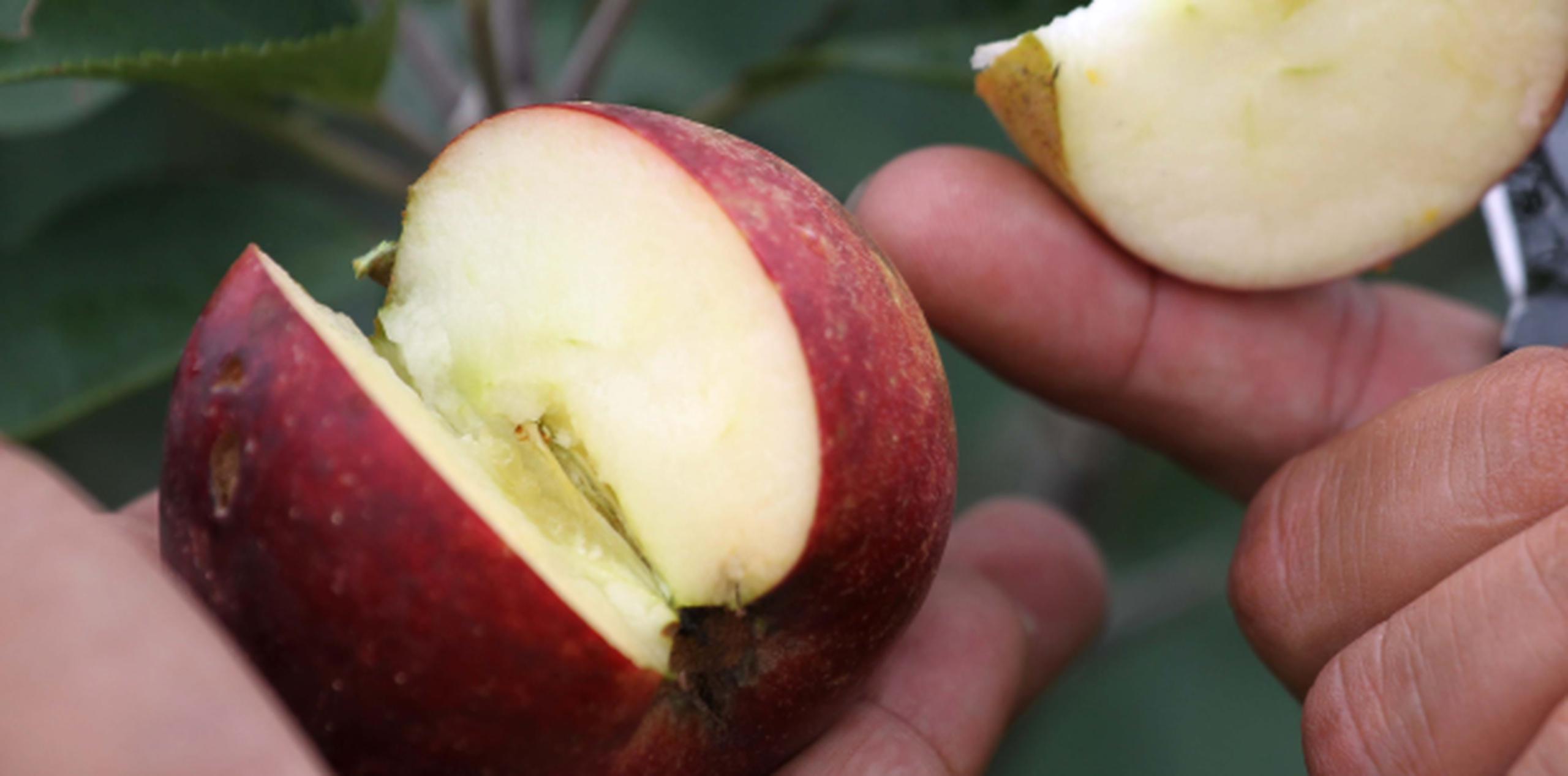 Las manzanas son una buena alternativa para merendar de forma saludable. (Archivo)