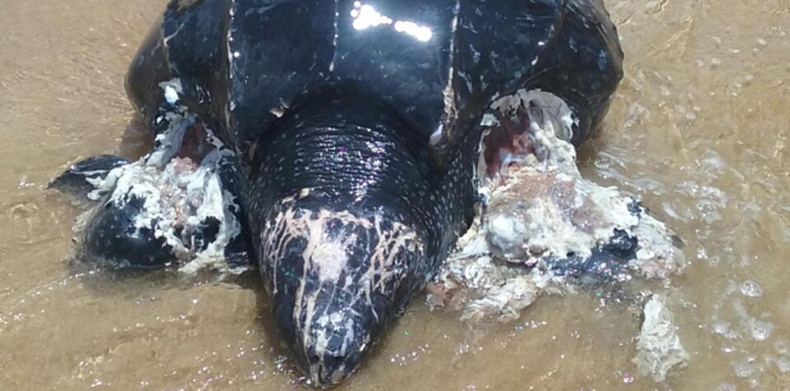 En un principio se pensó en la posibilidad de salvar a la tortuga marina, lamentablemente las heridas fueron graves. (Suministrada)
