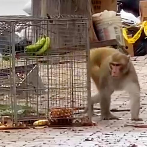 Captamos al mono entrando y saliendo de las trampas en Santurce