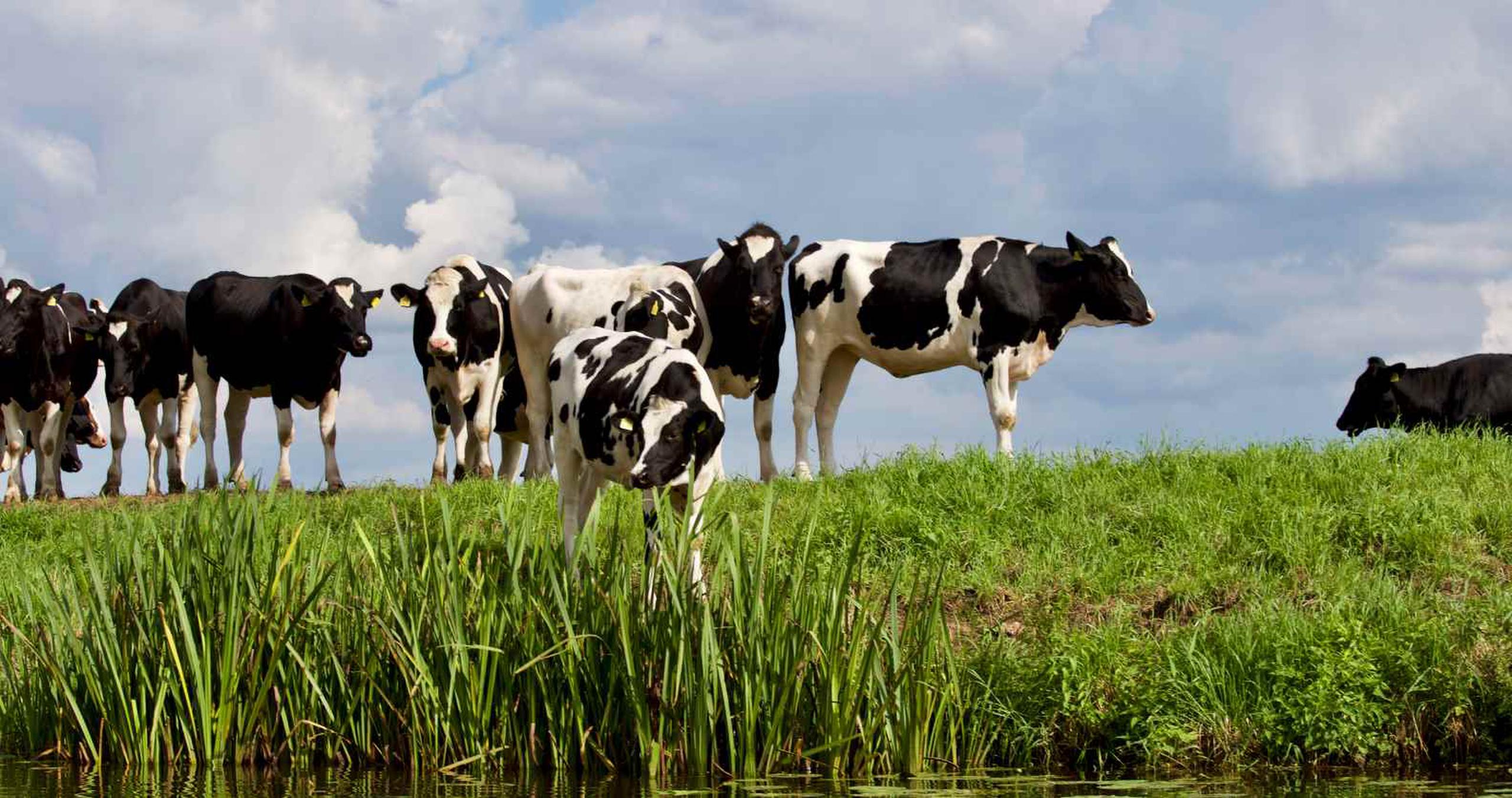 El valor de las vacas fenecidas es de $33,000. (GFR Media)