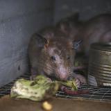 Nueva York convoca una “cumbre nacional sobre ratas” en septiembre