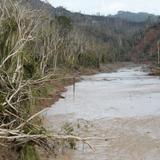 Gobierno rechaza muertes por leptospirosis en Canóvanas