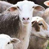 Investigan extrañas muertes de cabras y ovejas en Moca y Rincón 