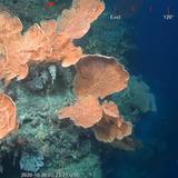 Científicos descubren un coral más alto que el Empire State